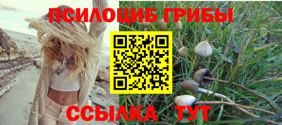 Псилоцибиновые грибы Cubensis Апатиты