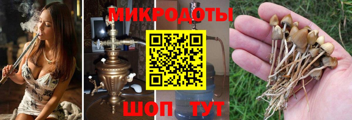 Псилоцибиновые грибы Psilocybine cubensis Апатиты